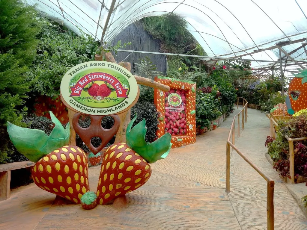 Big-Red-Strawberry-Farm