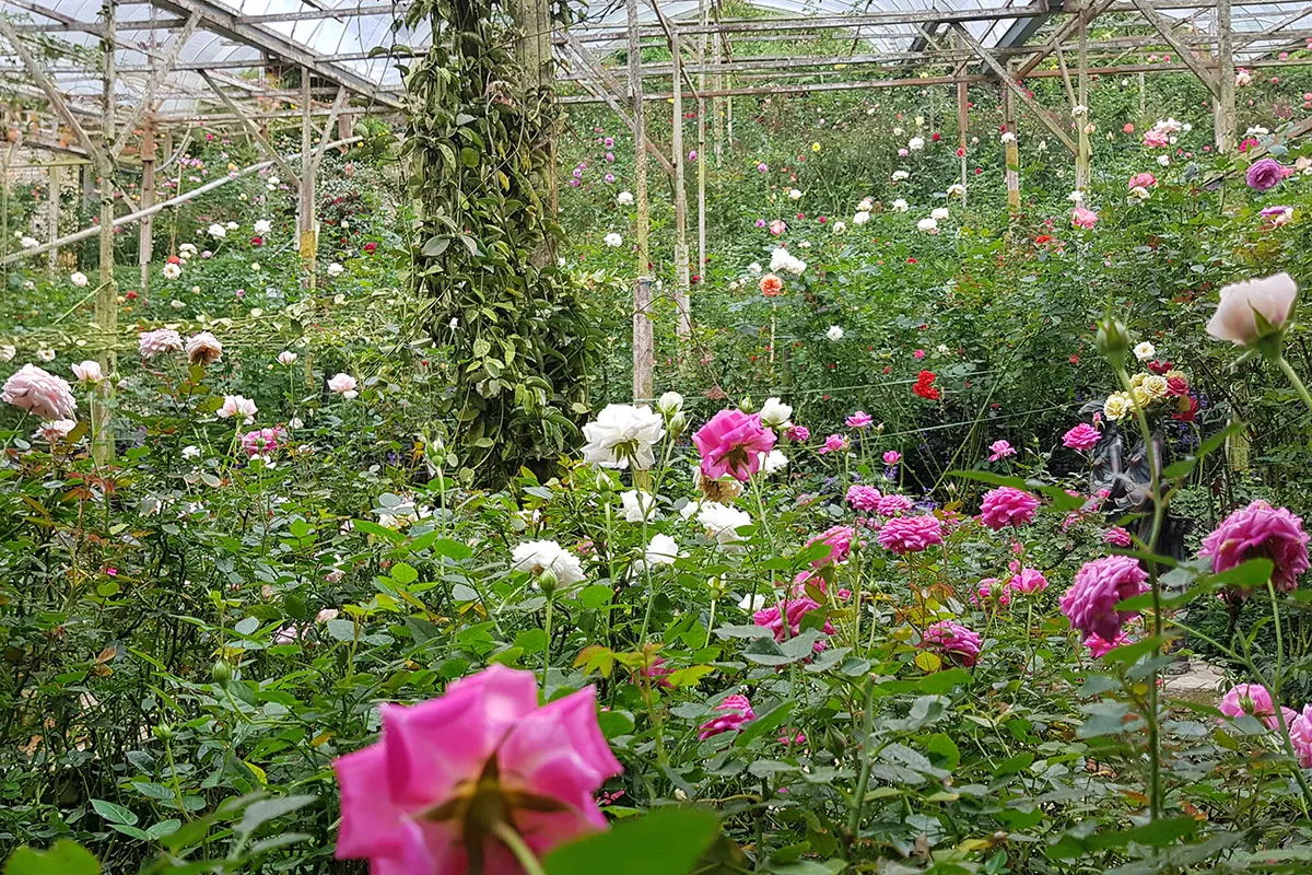 rose-valley-flowers