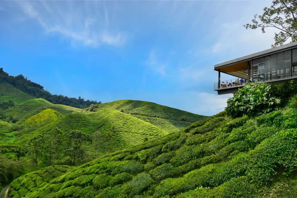 Ladang Teh Boh Sungai Palas